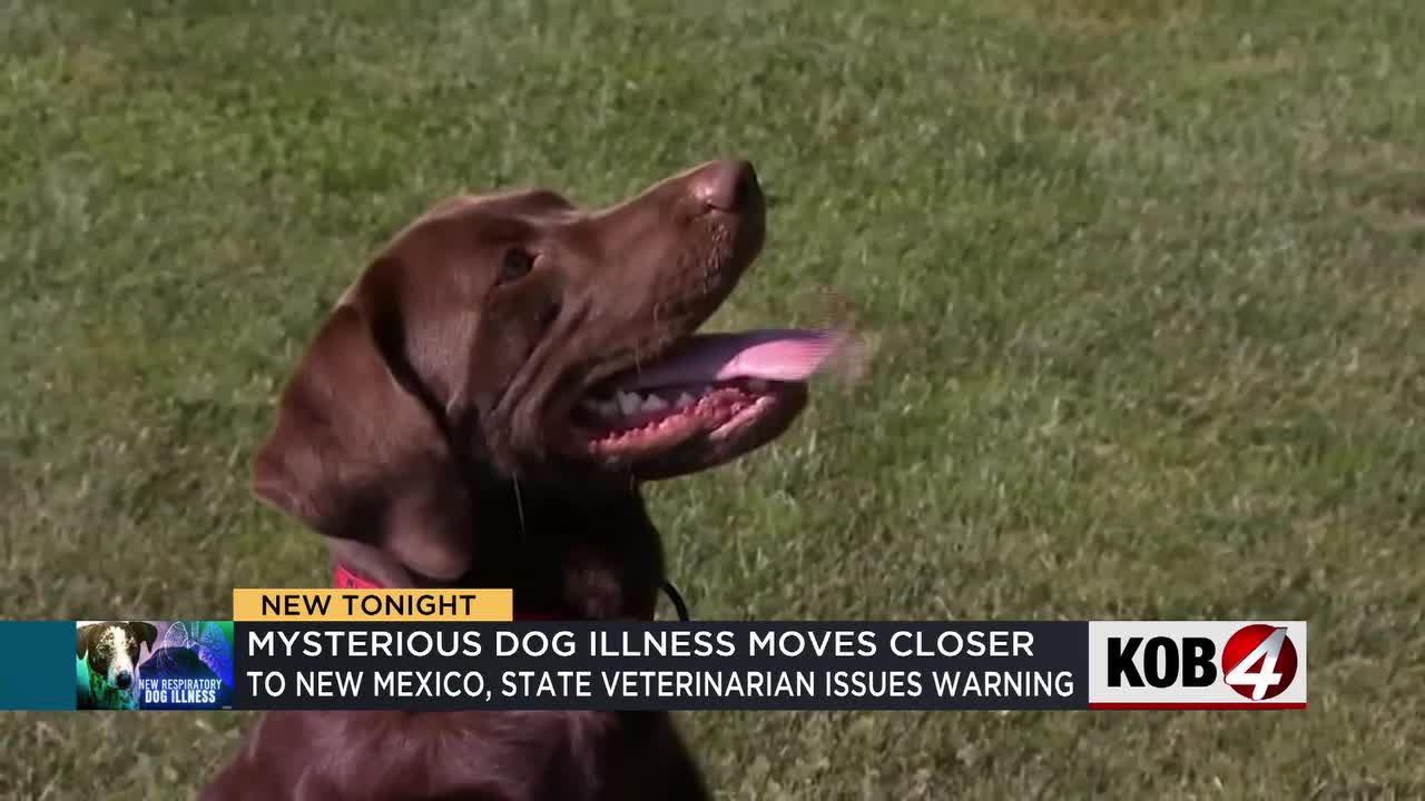 Mysterious dog illness cancels holiday event for Inland Empire