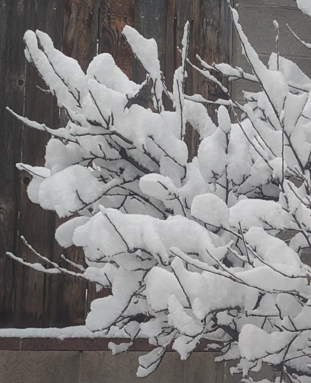 PHOTOS First Winter Storm Of 2024 In New Mexico KOB Com   Snow On Tree In Gallup Kathleen McKenzie 1024x1259 