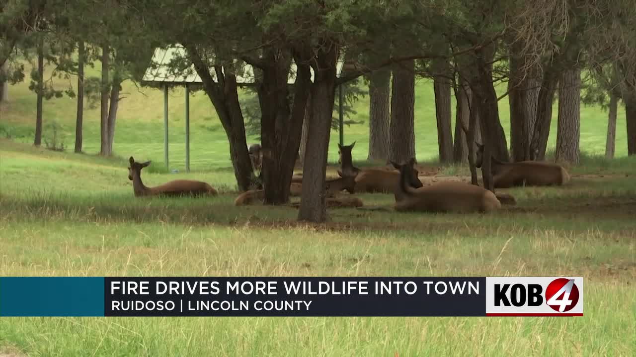Fires drive more wildlife into Ruidoso