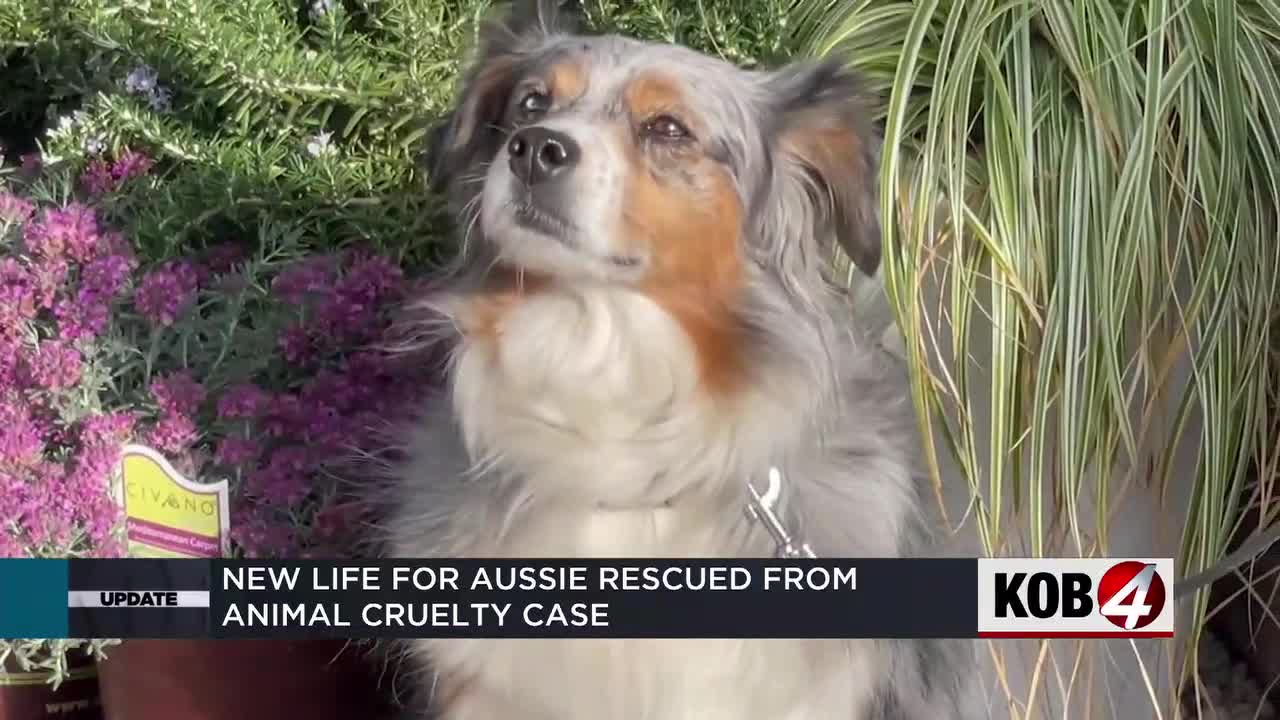 New life for Aussie rescued from animal cruelty case